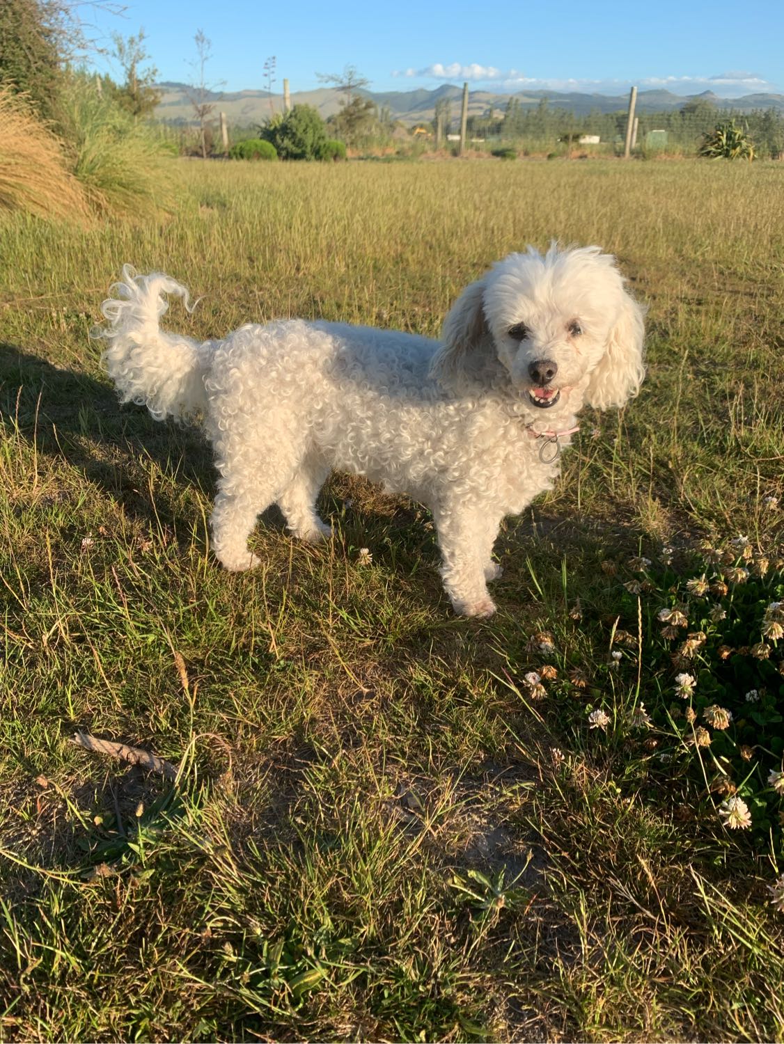 image-6