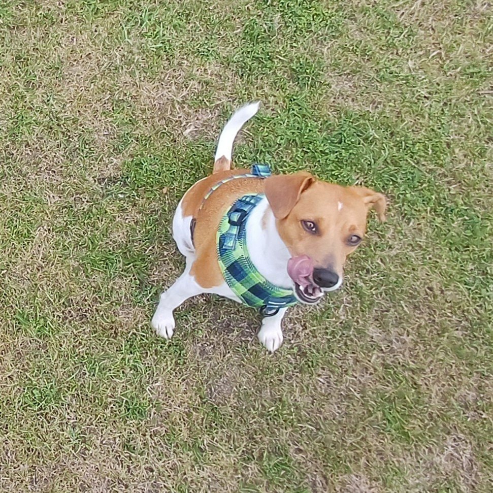 Ziggy