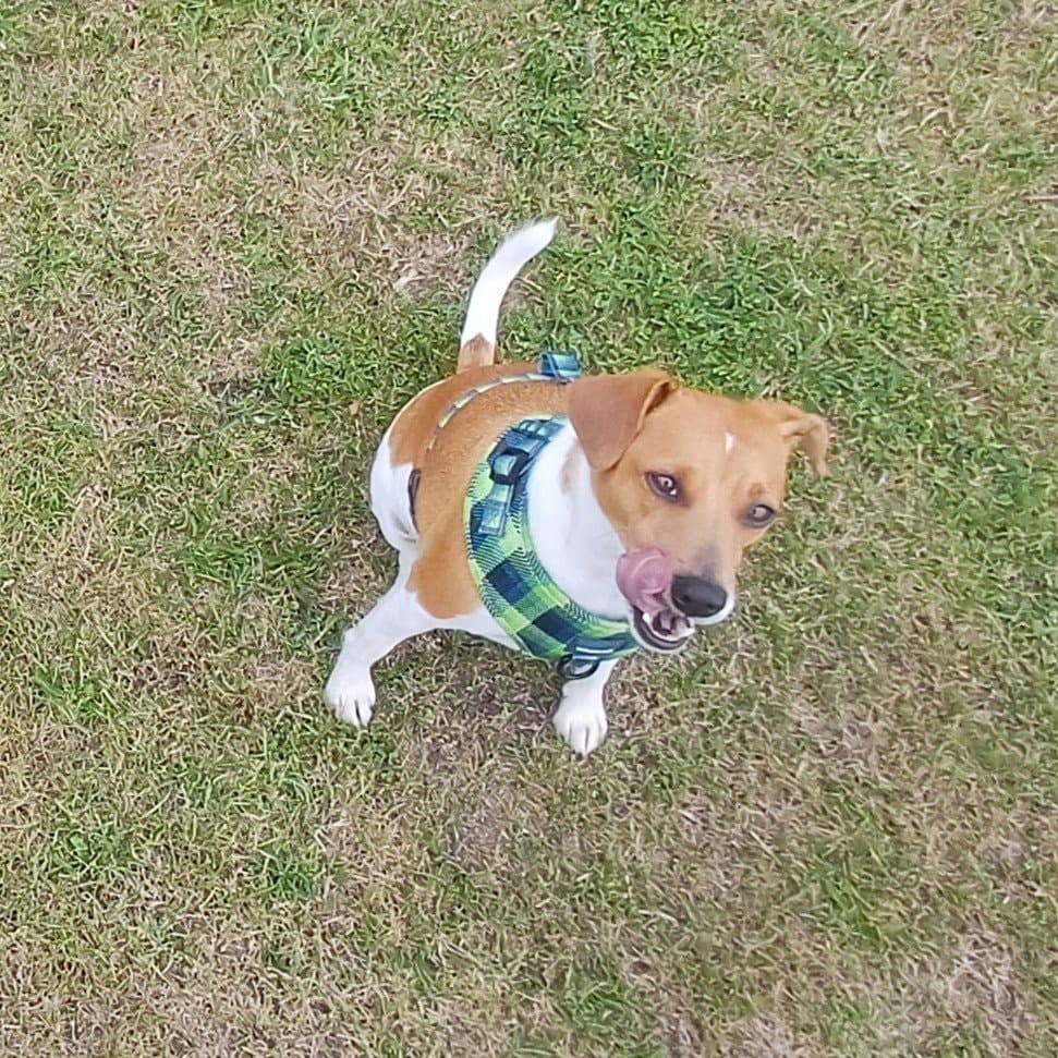 Ziggy