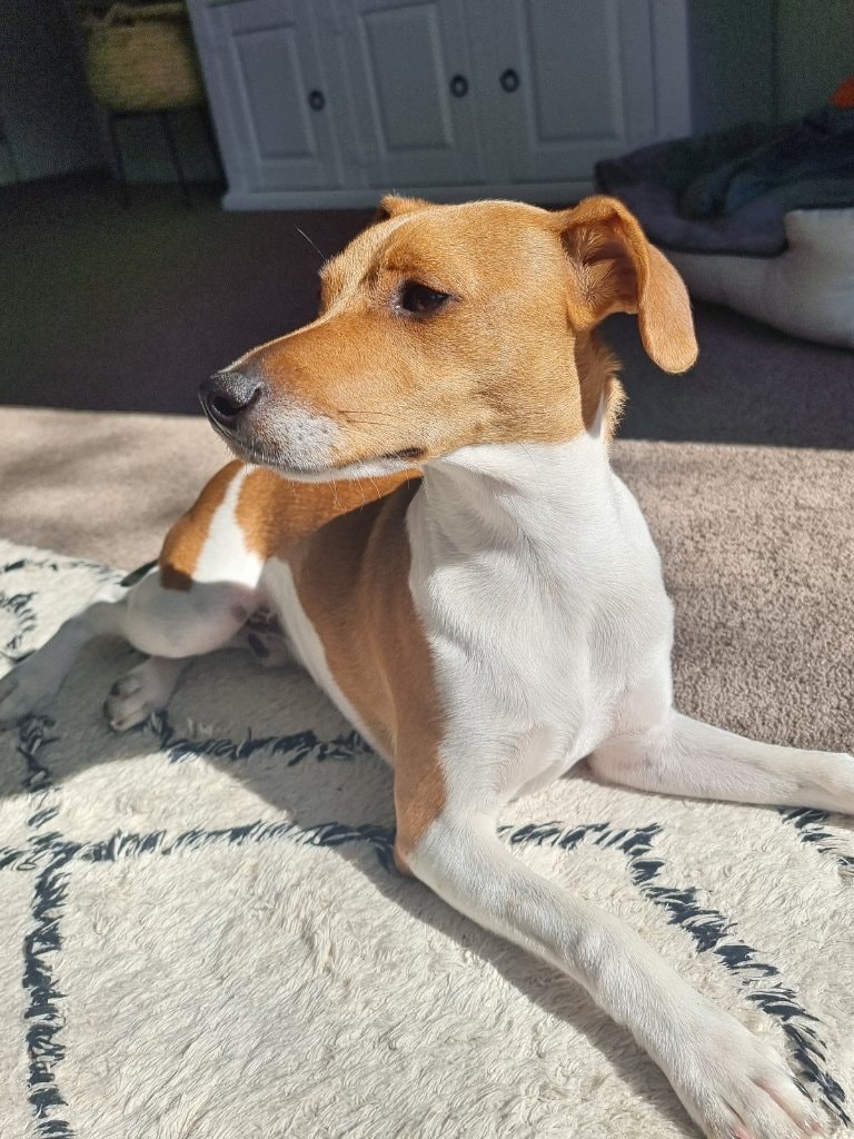 image-6