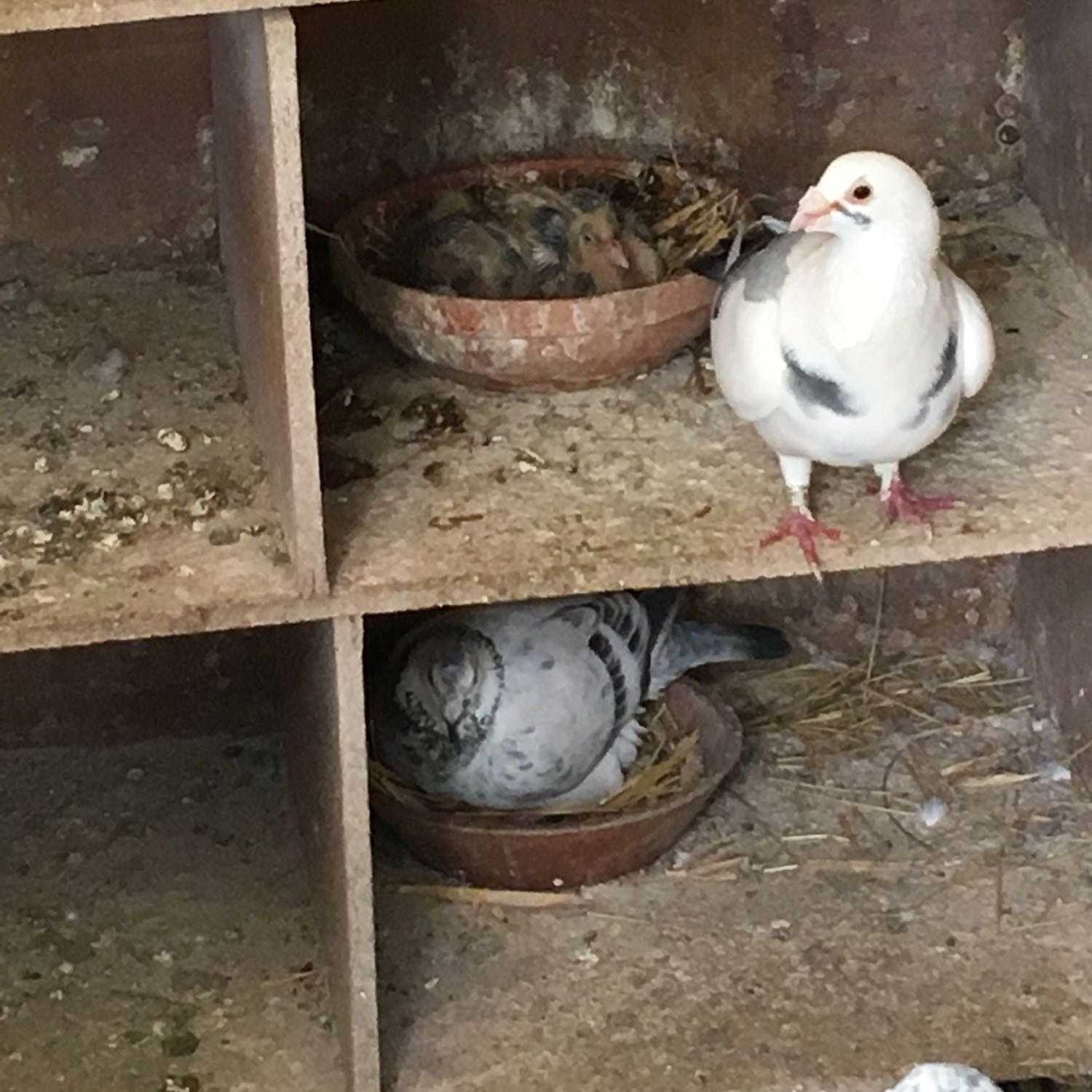 Pigeons