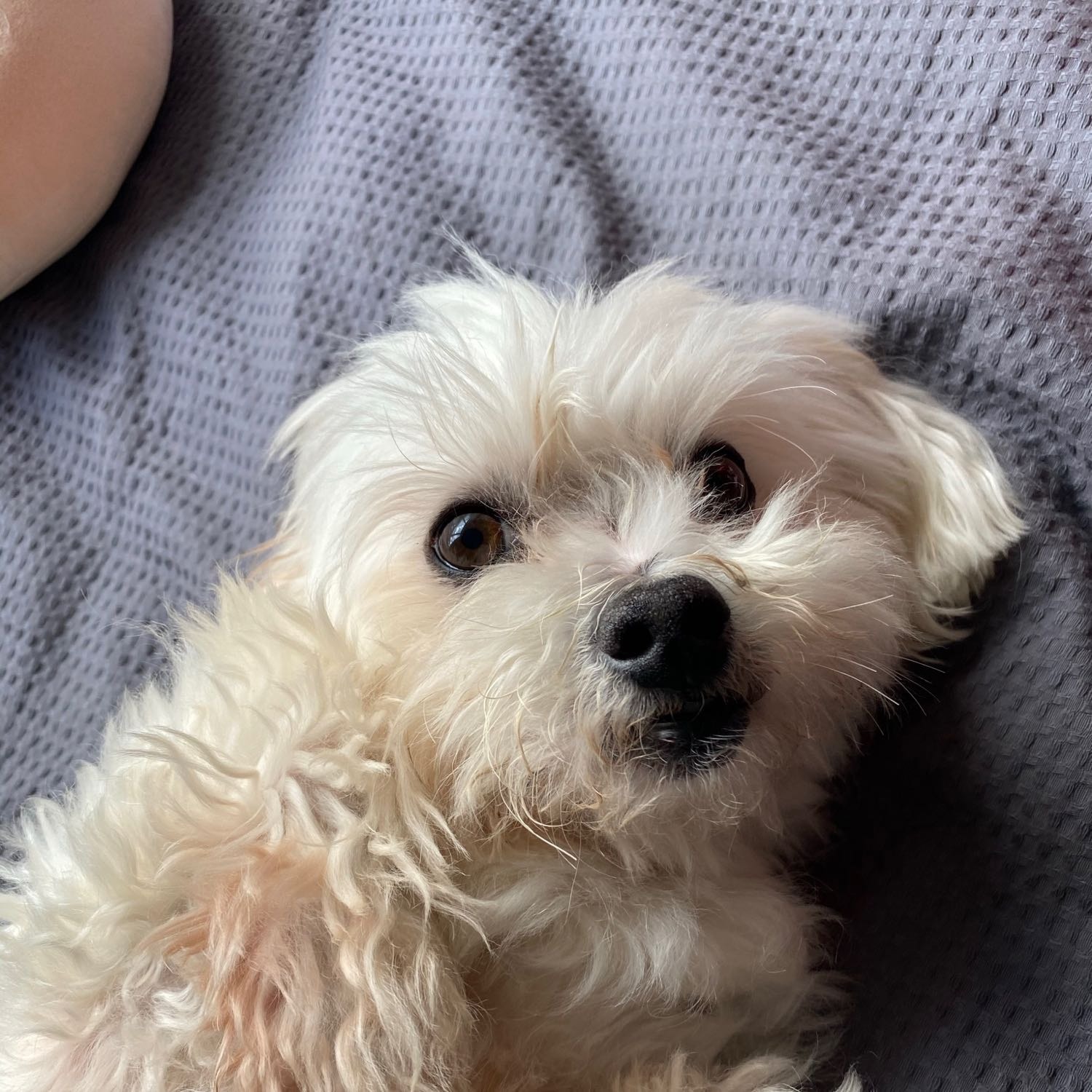 Buddy