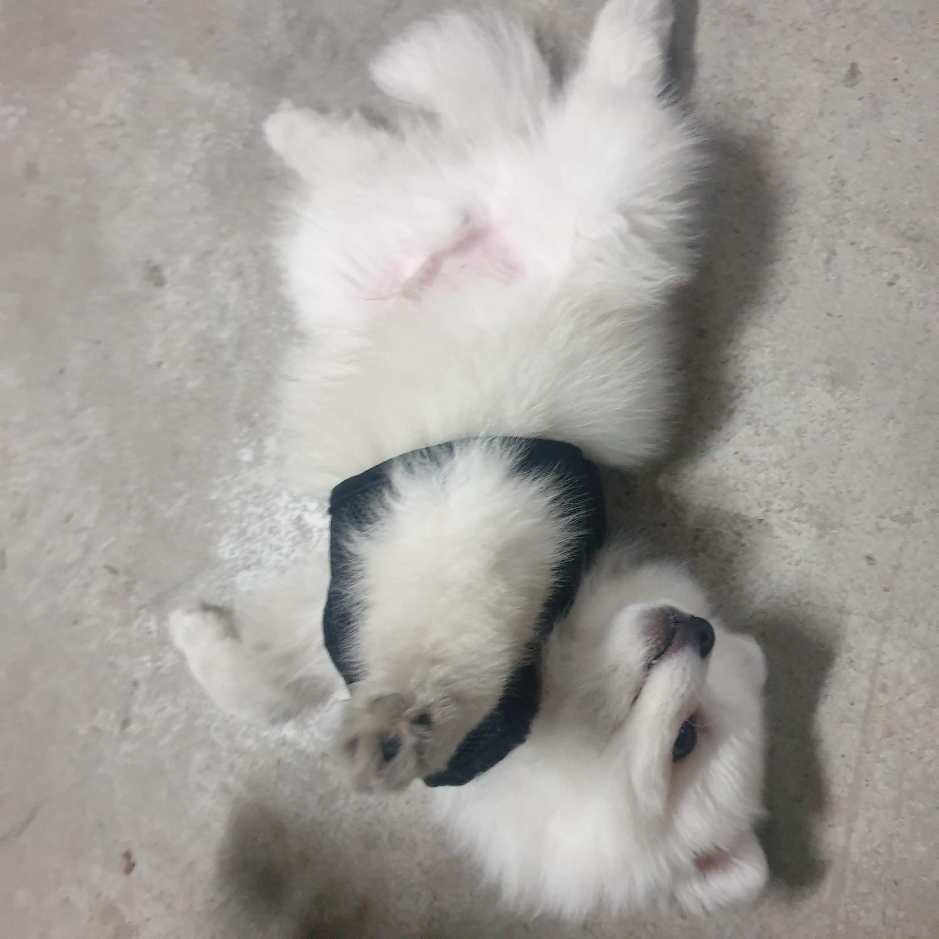 image-7