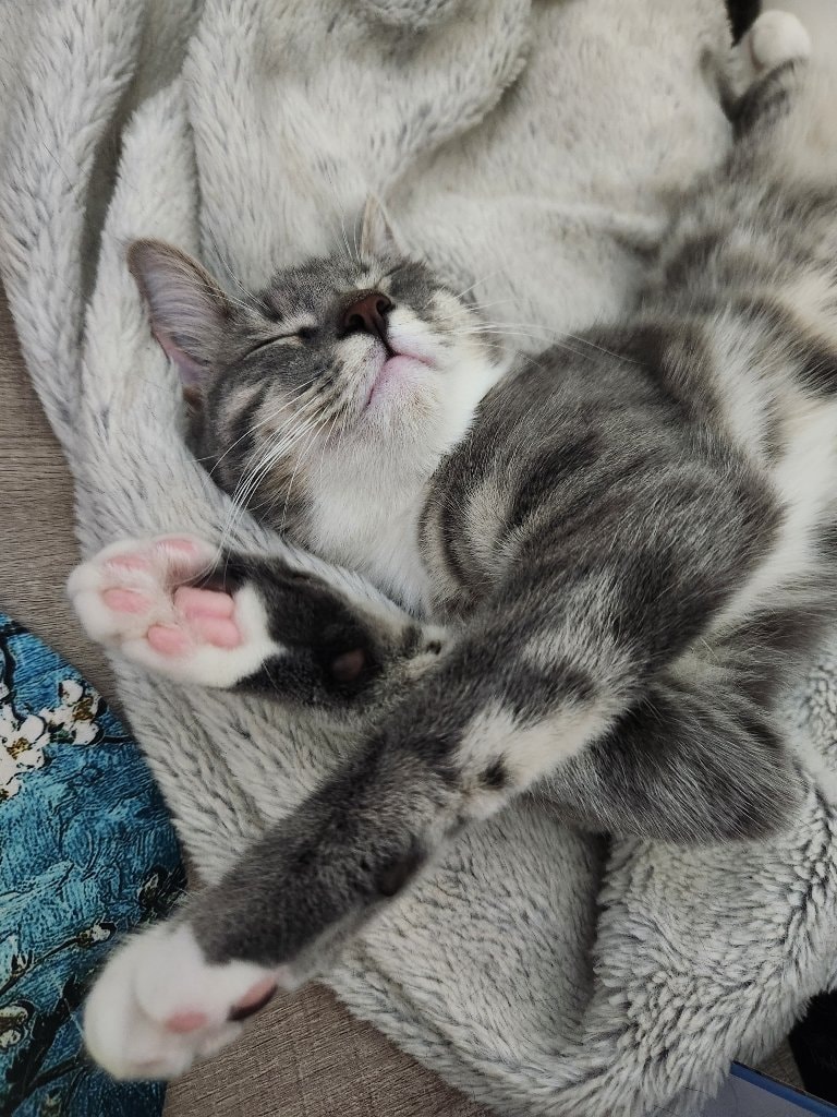 Cleo