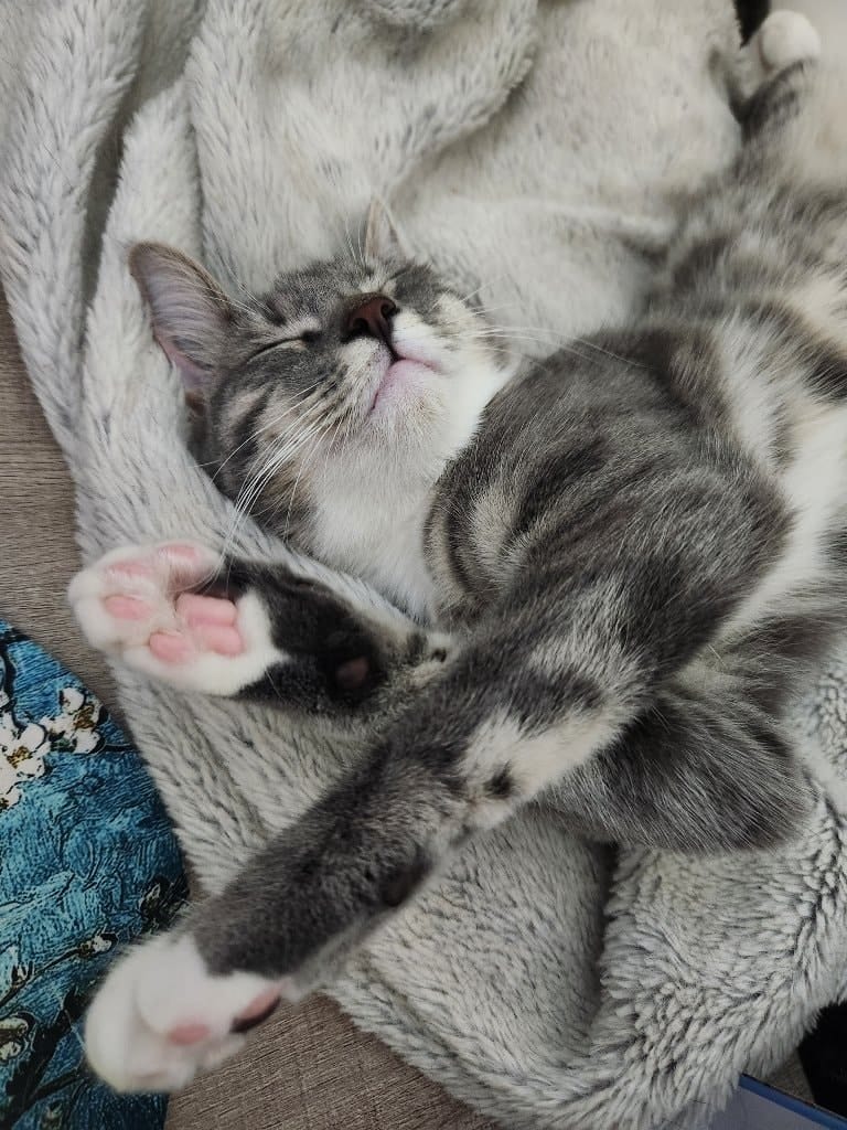Cleo