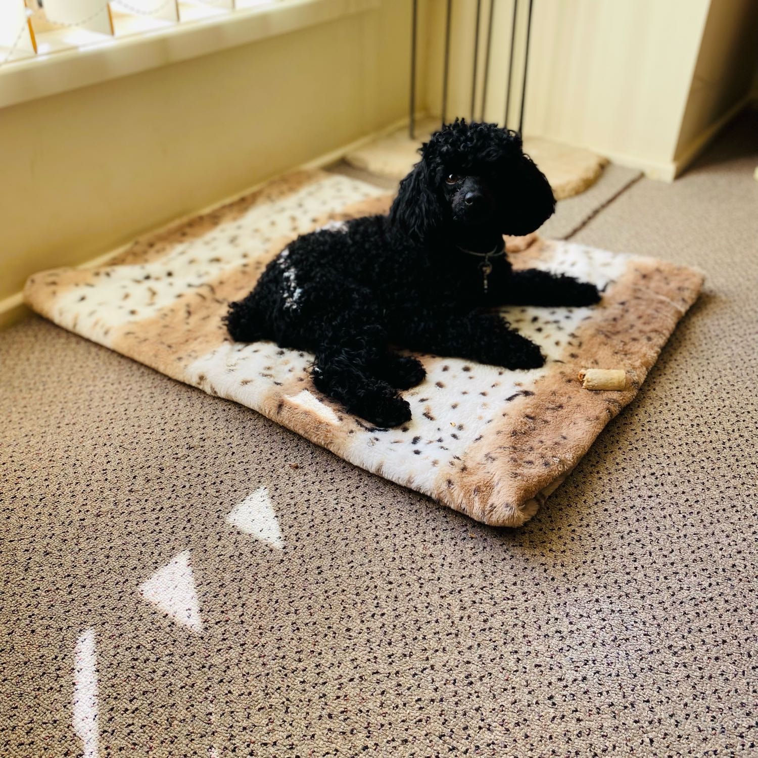 Kiki ( Means Double Happiness In French )