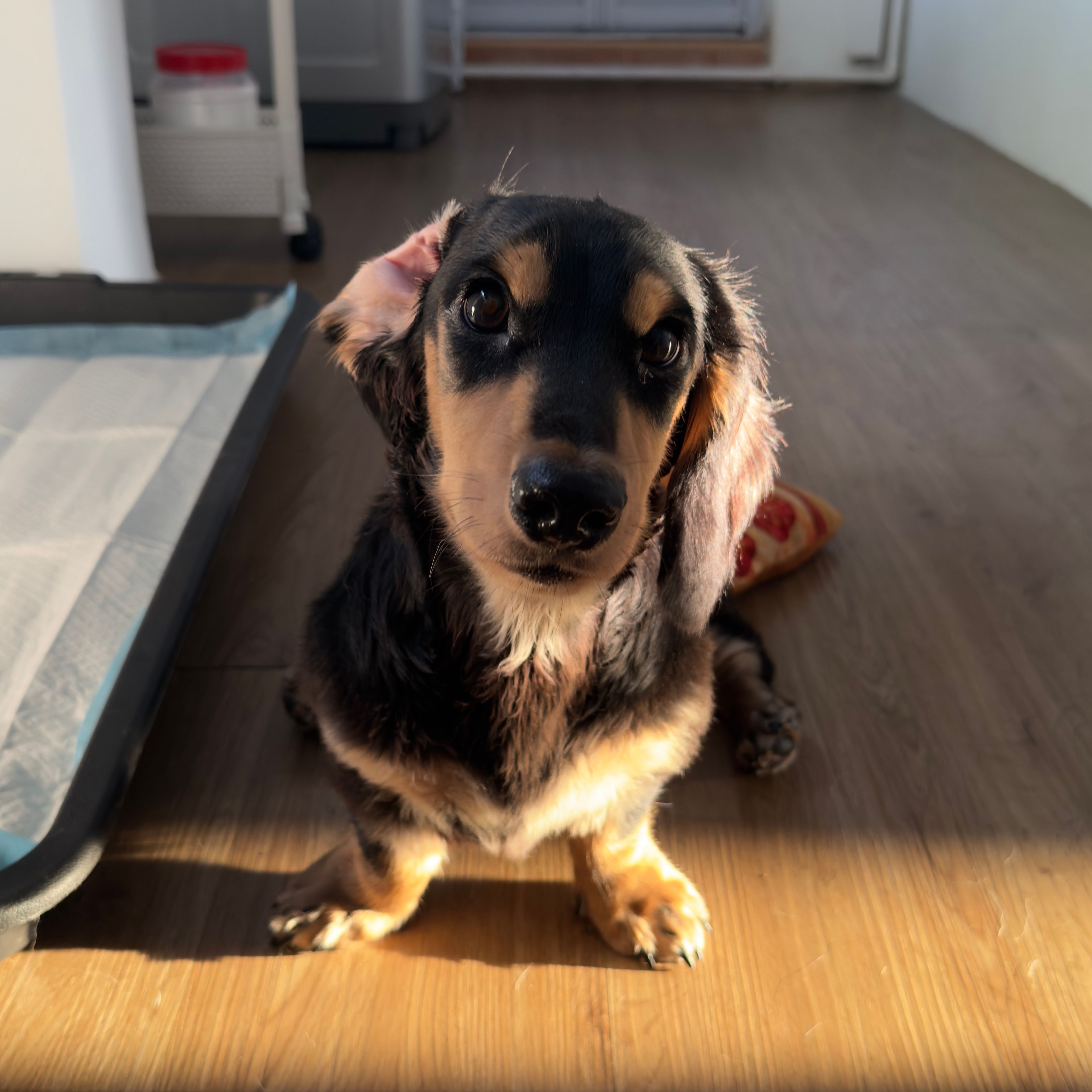 Murphy