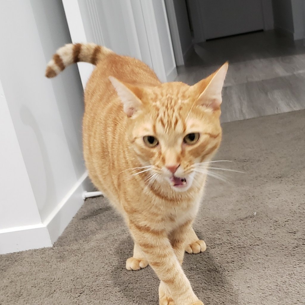 Jean