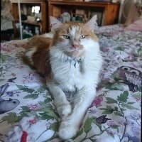 Percy (Gingey)