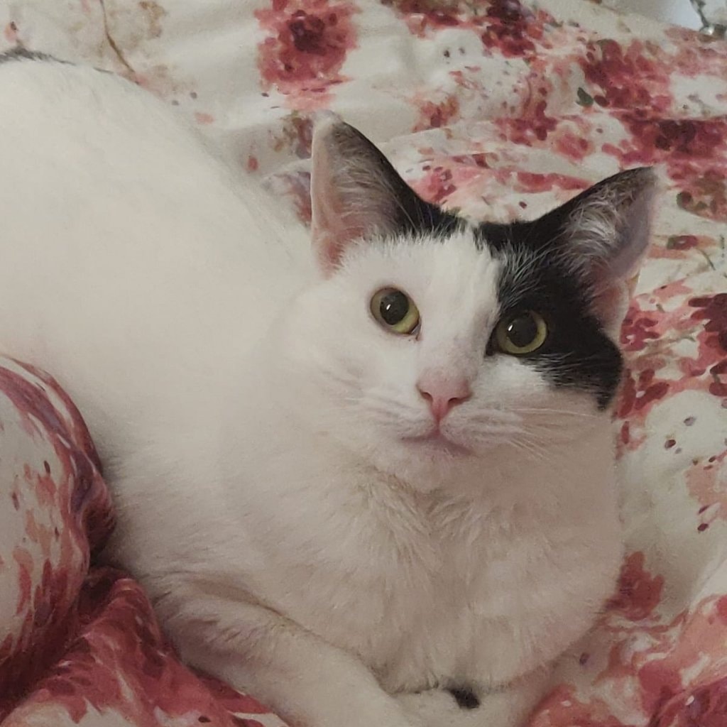 Moo