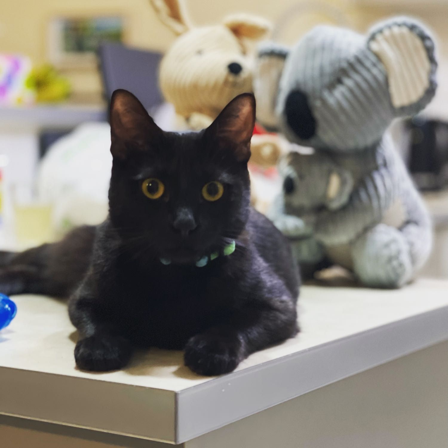 Gato