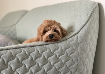 Cooper