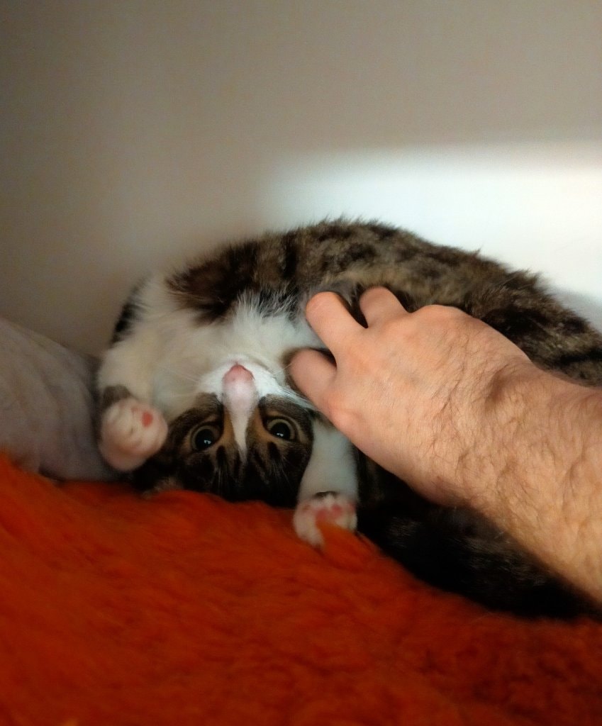 image-4