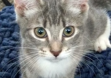 Meira