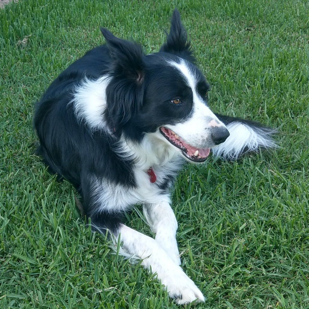 Jax