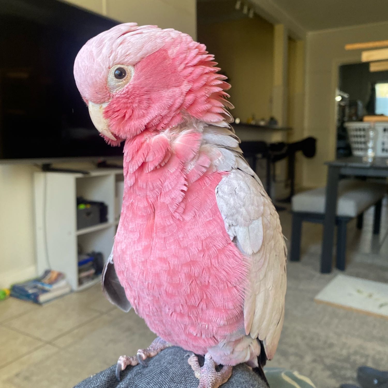 Berry
