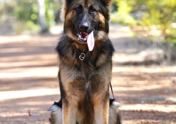 Zander
