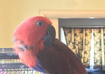 Ruby