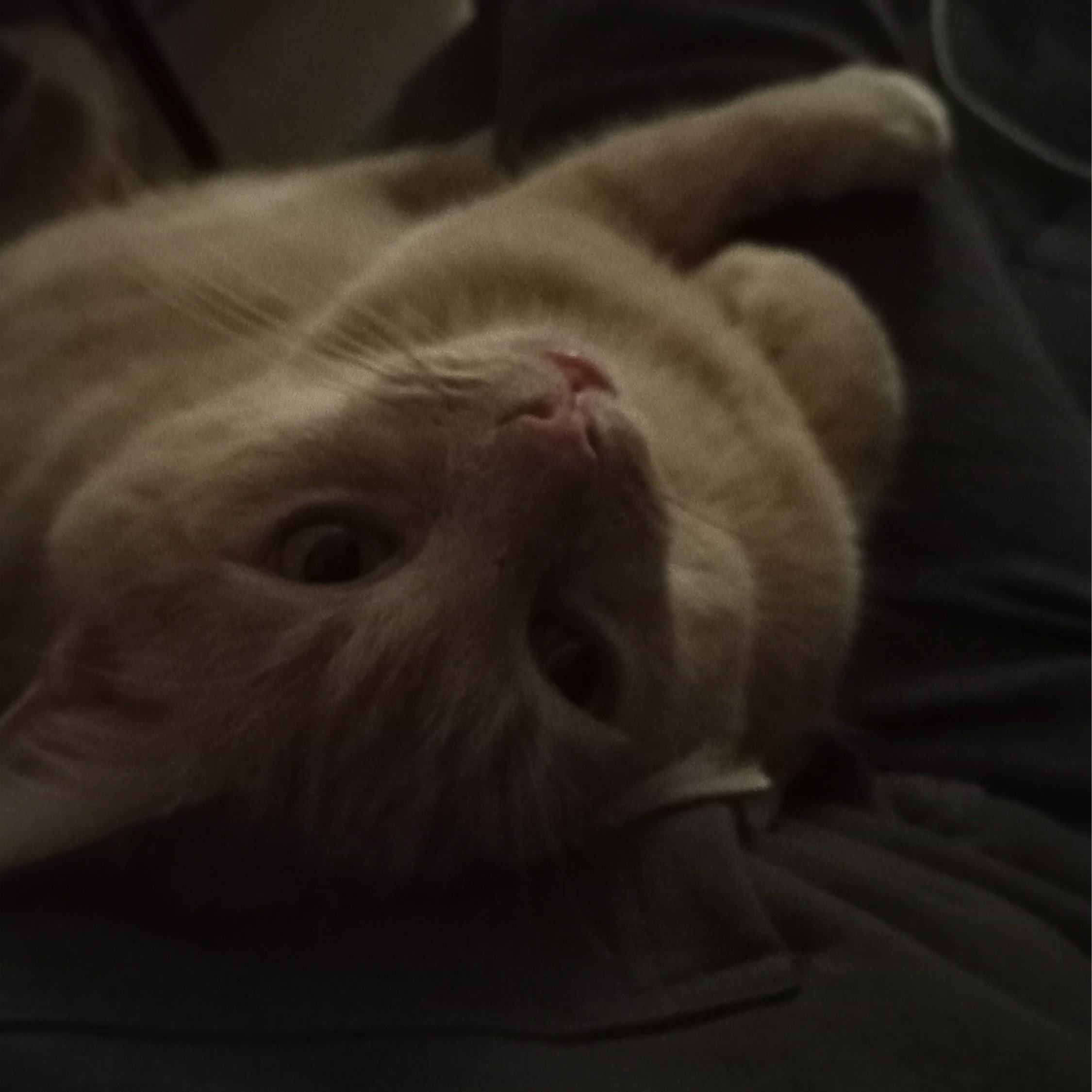 Ngeru