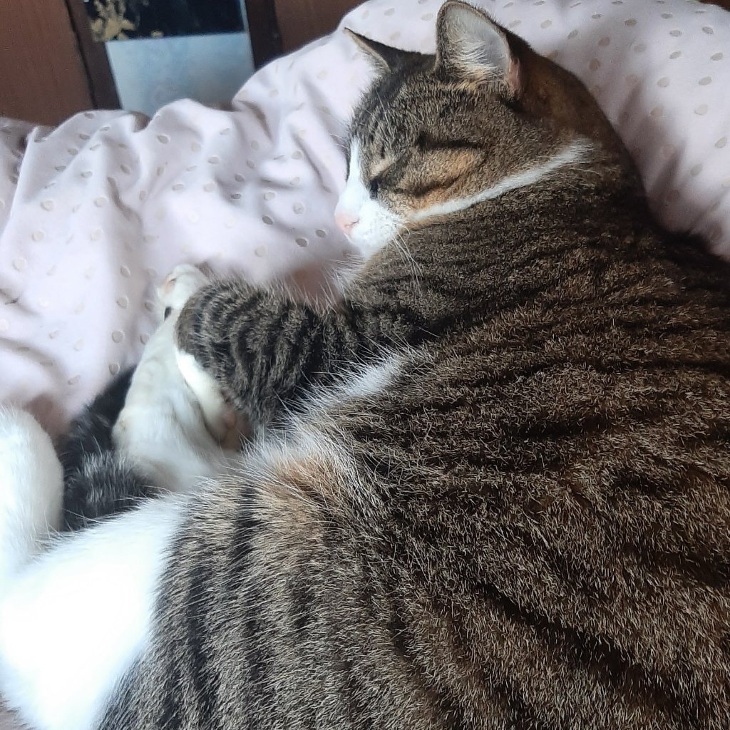 Meowzin