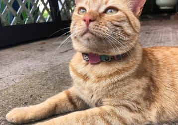 Pip
