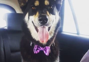 Louie