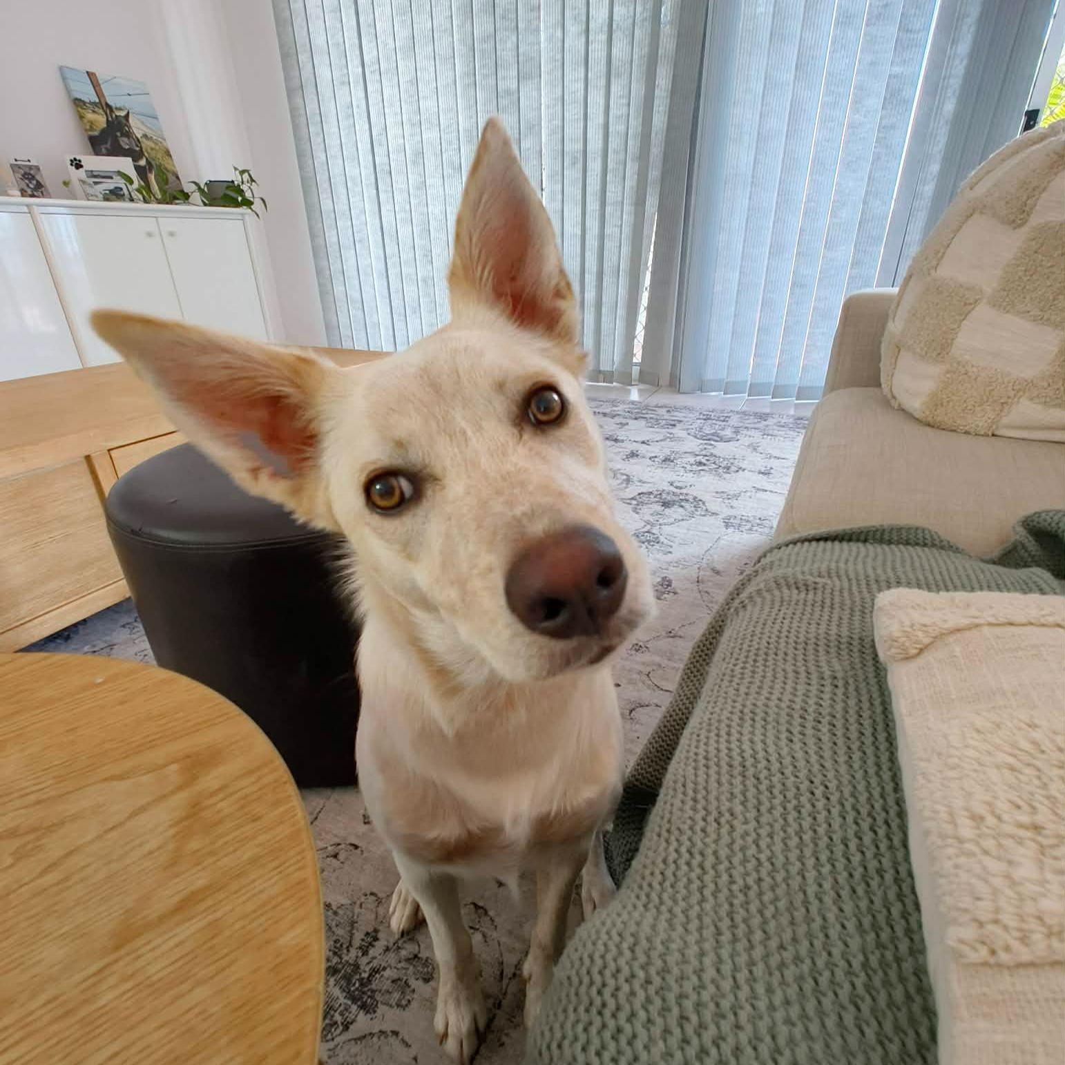 Biscuit