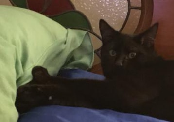 Shadow. The New Addition To The Family