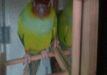 Charlie....conure Parrott (rehomed)
