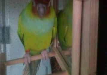Charlie....conure Parrott (rehomed)