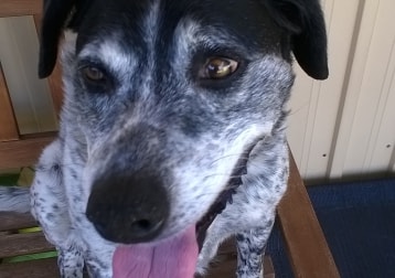 Diesel . He's A Great Dog To The Family. Loves His Walks And Is Great With Other Dogs. (recently Passed Away)