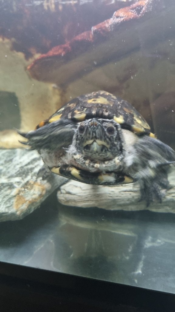 Leonardo 