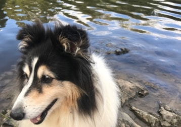 Roxy