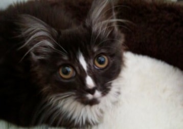 Koko