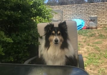 Bailey