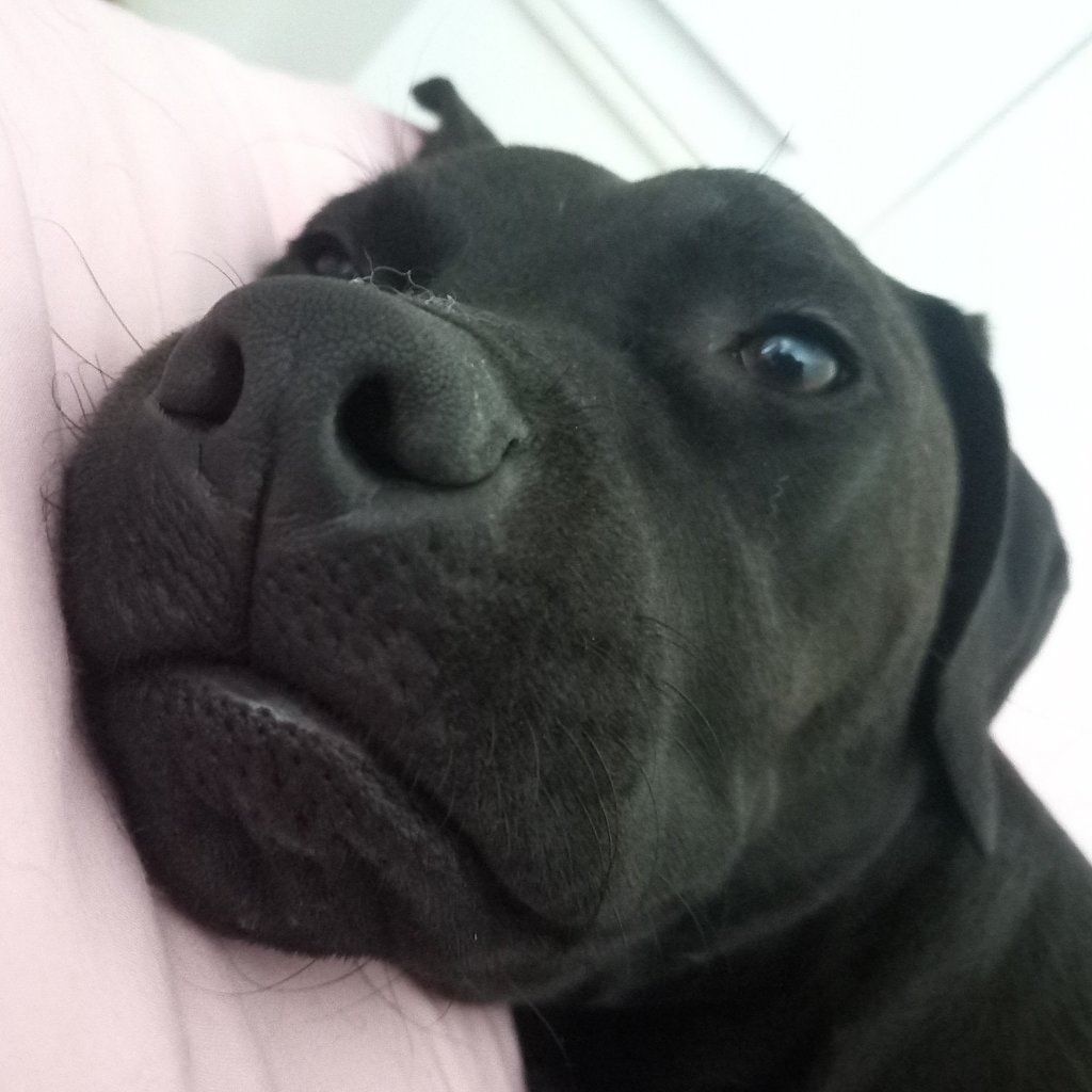 Jess