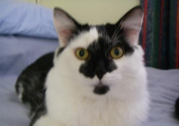 Pino