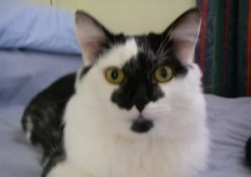 Pino