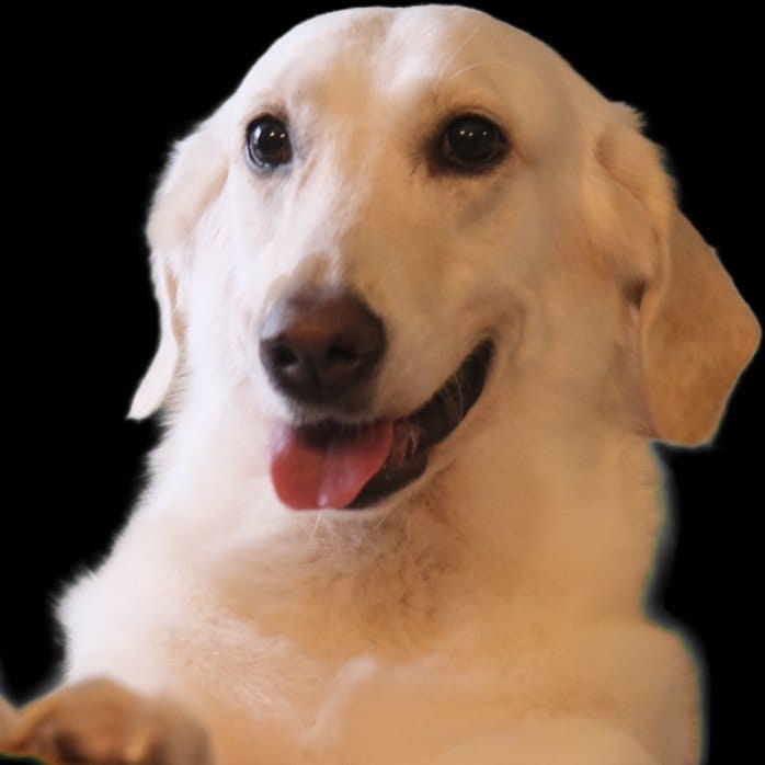 Stella