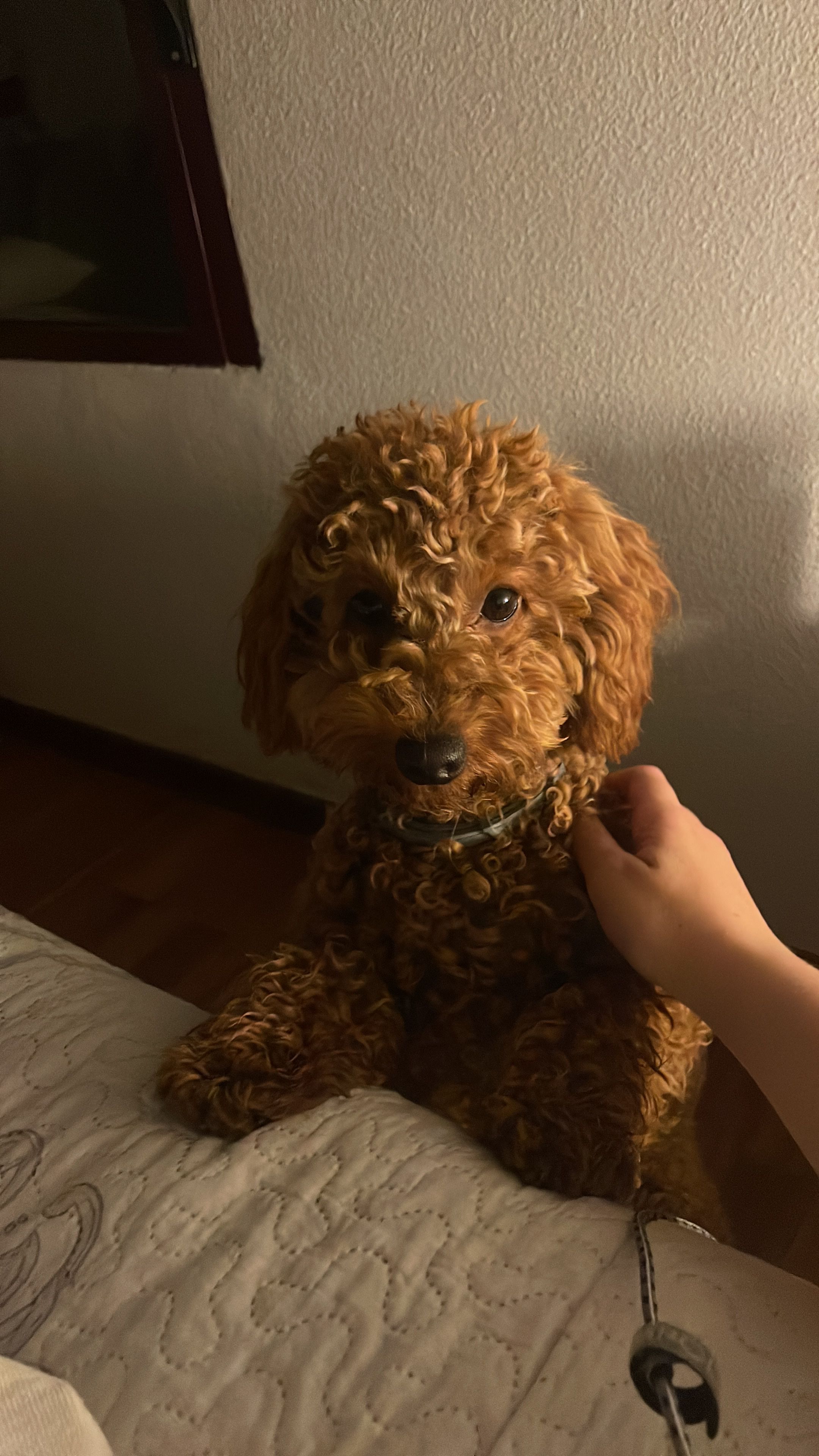 image-4