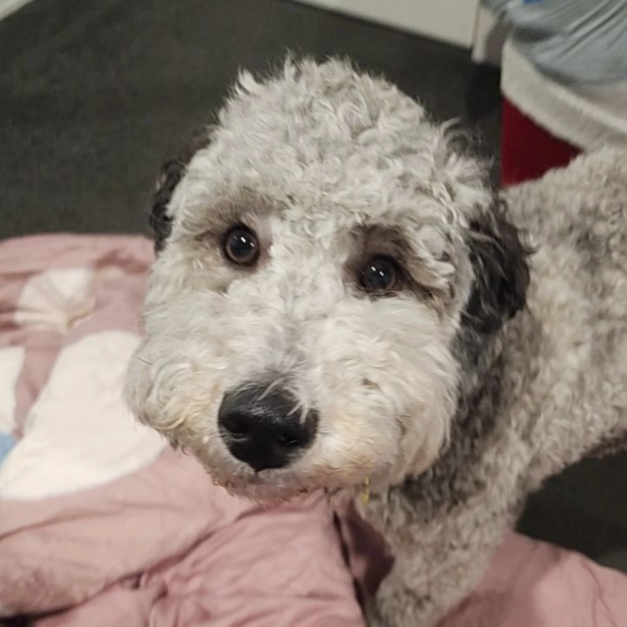 Stormi