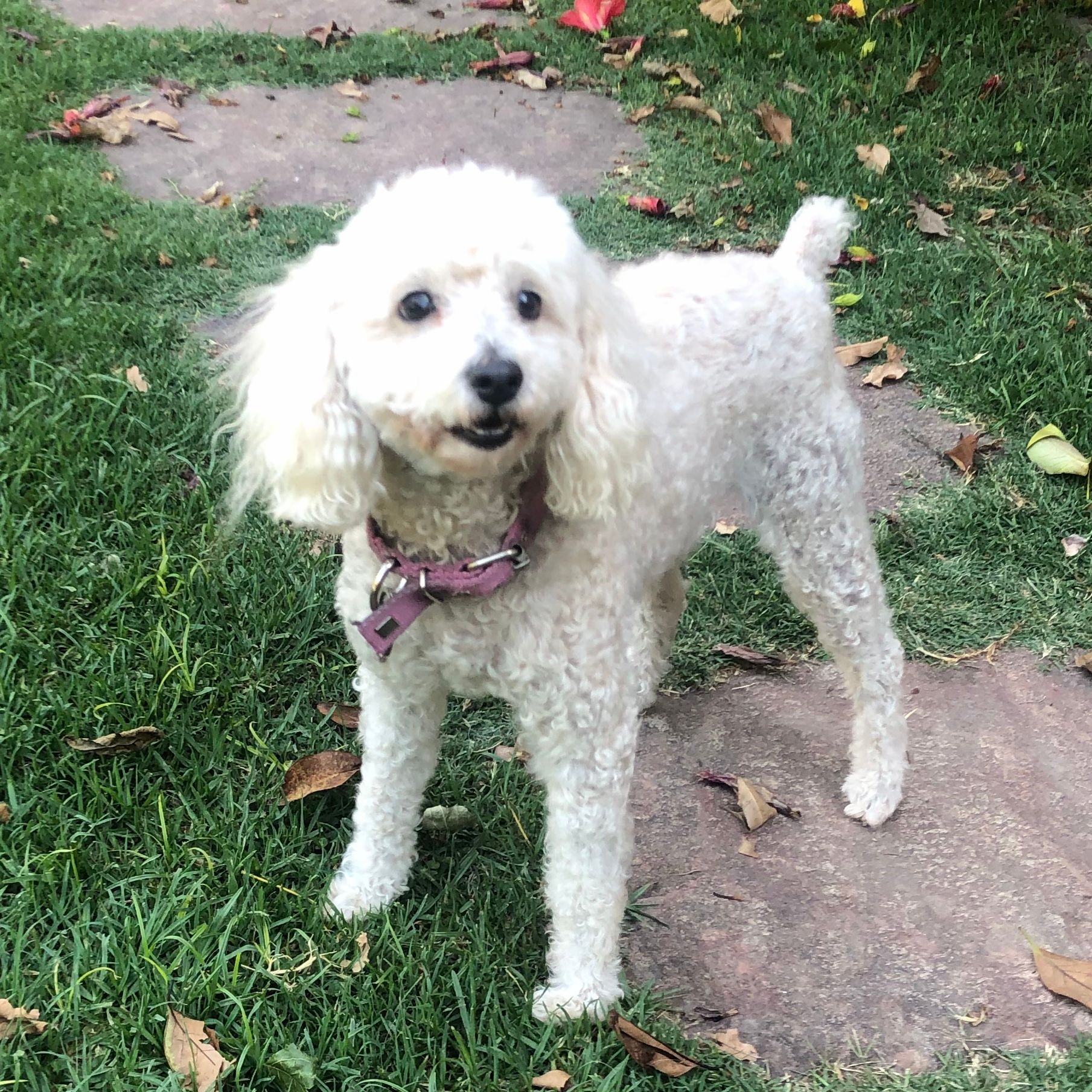 Ziva