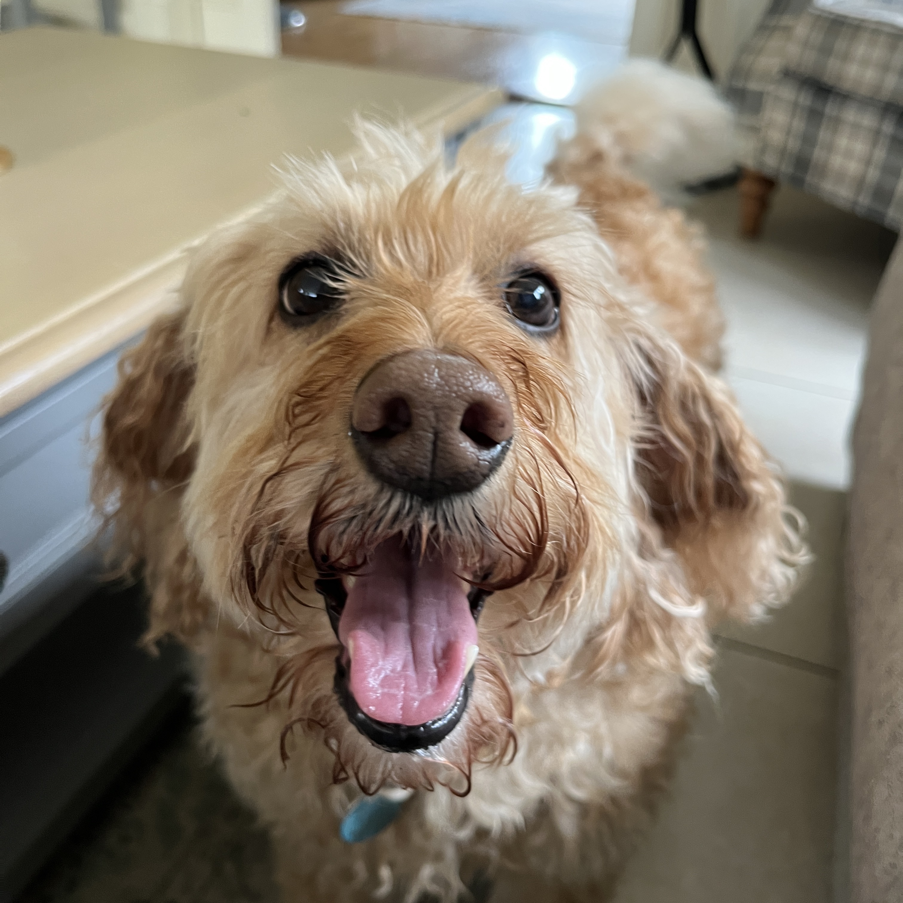 Bailey