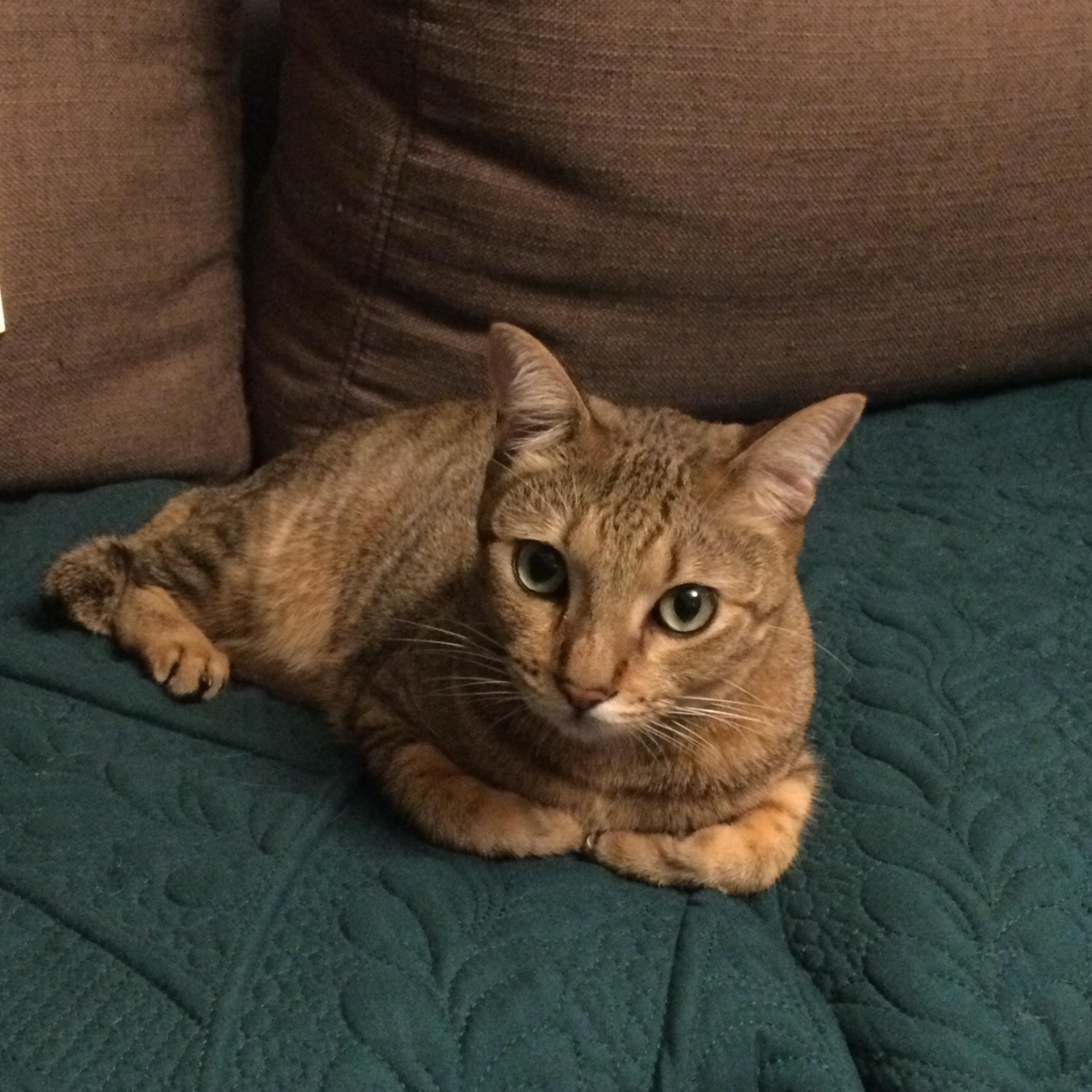 Geffry 