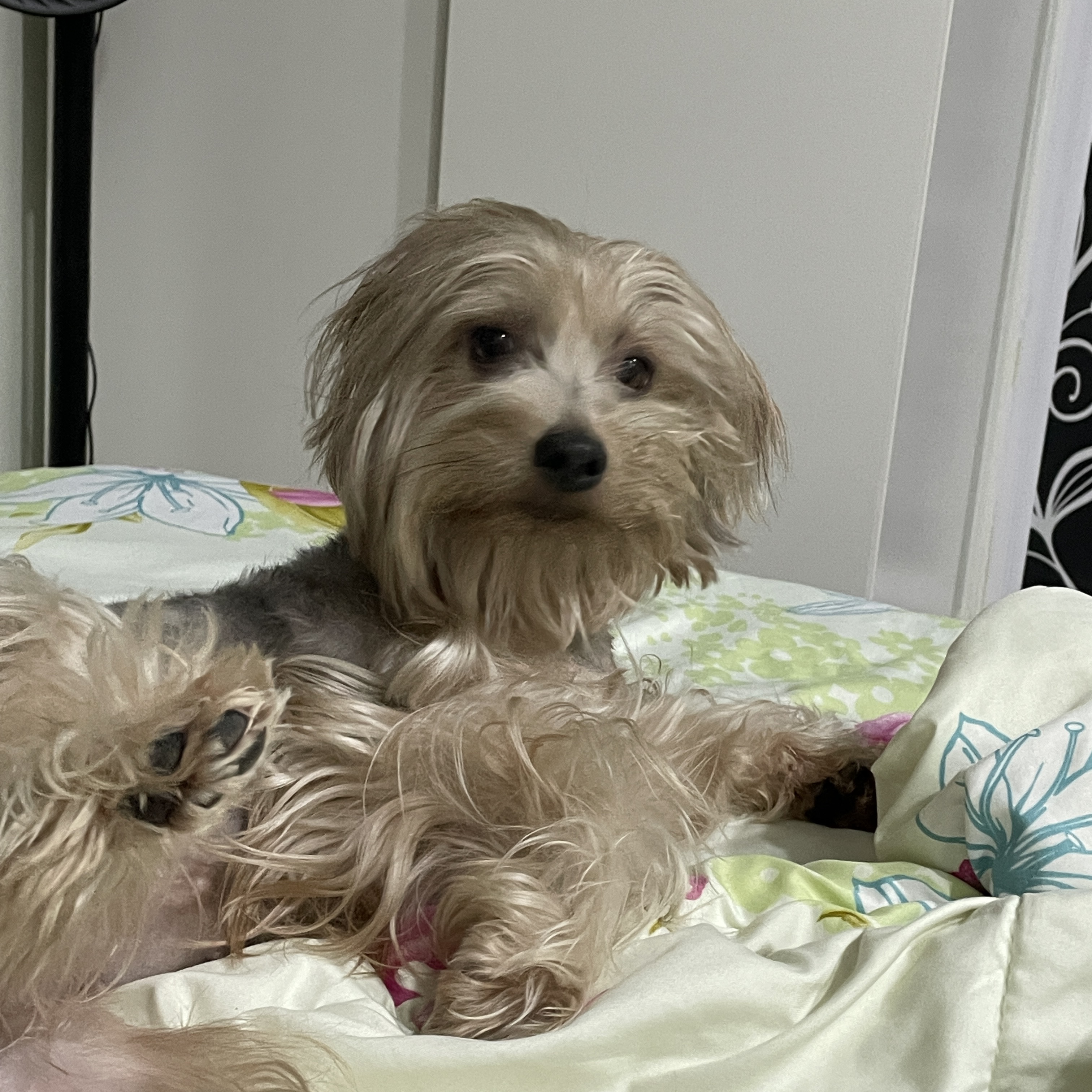 Coco