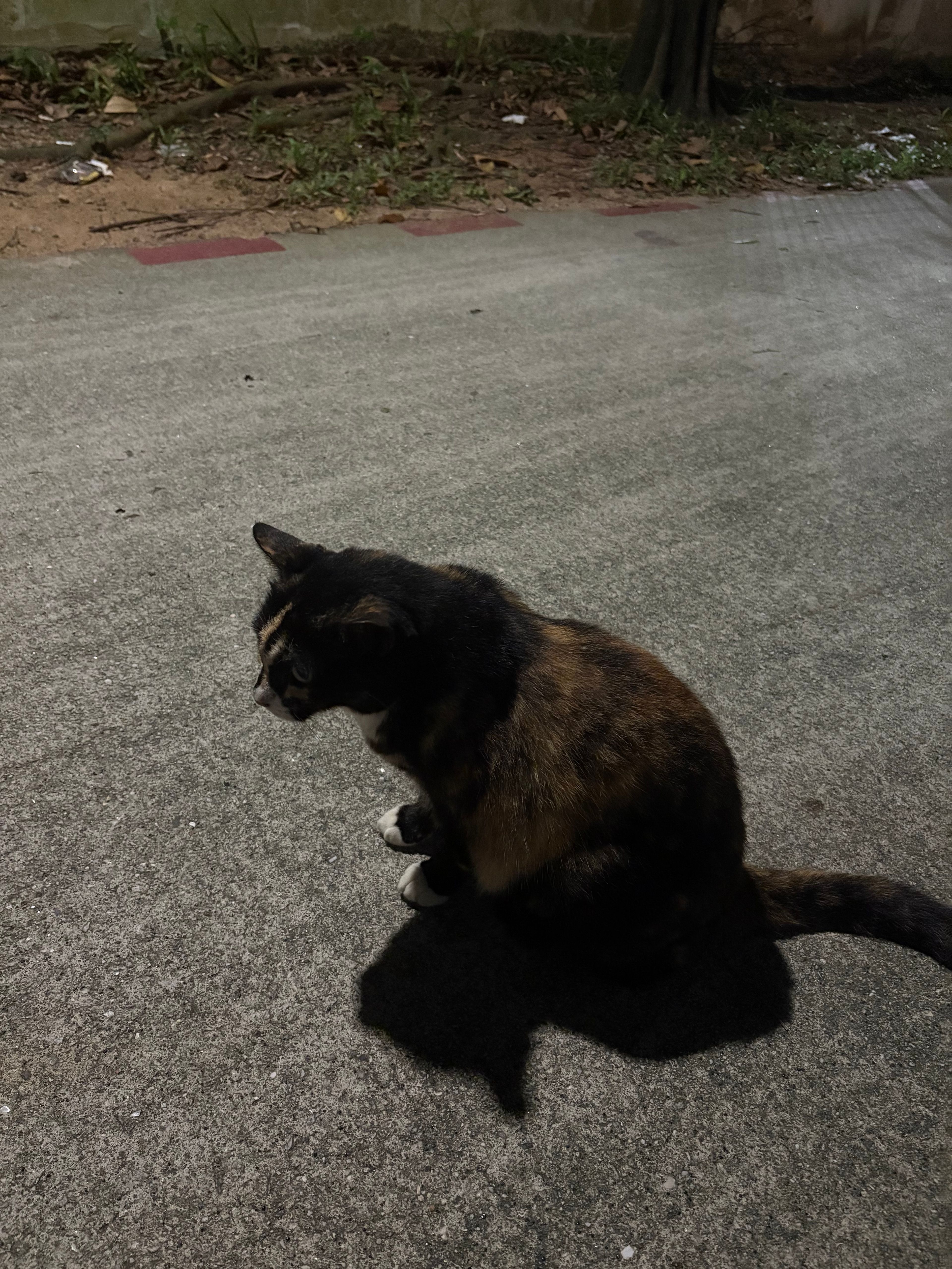 image-7