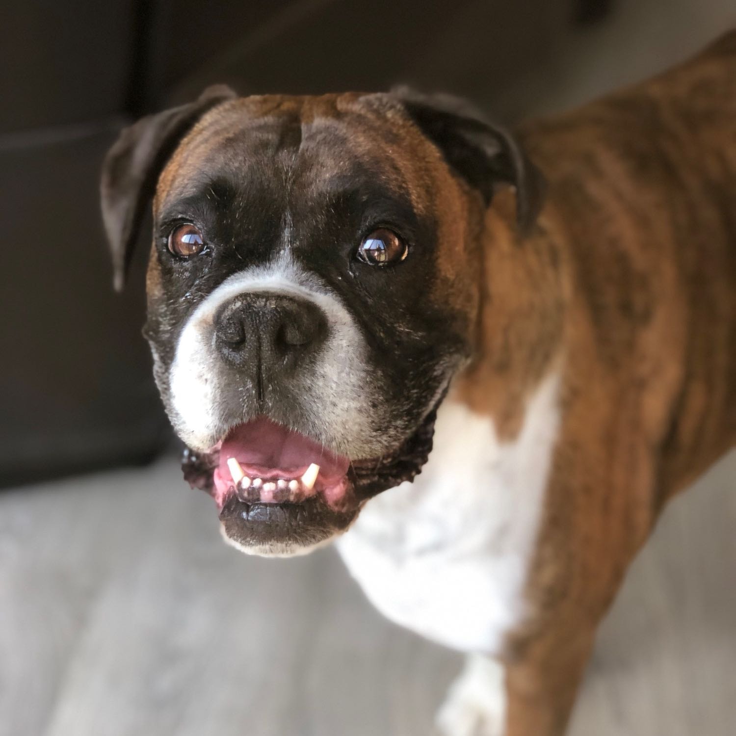 Brutus