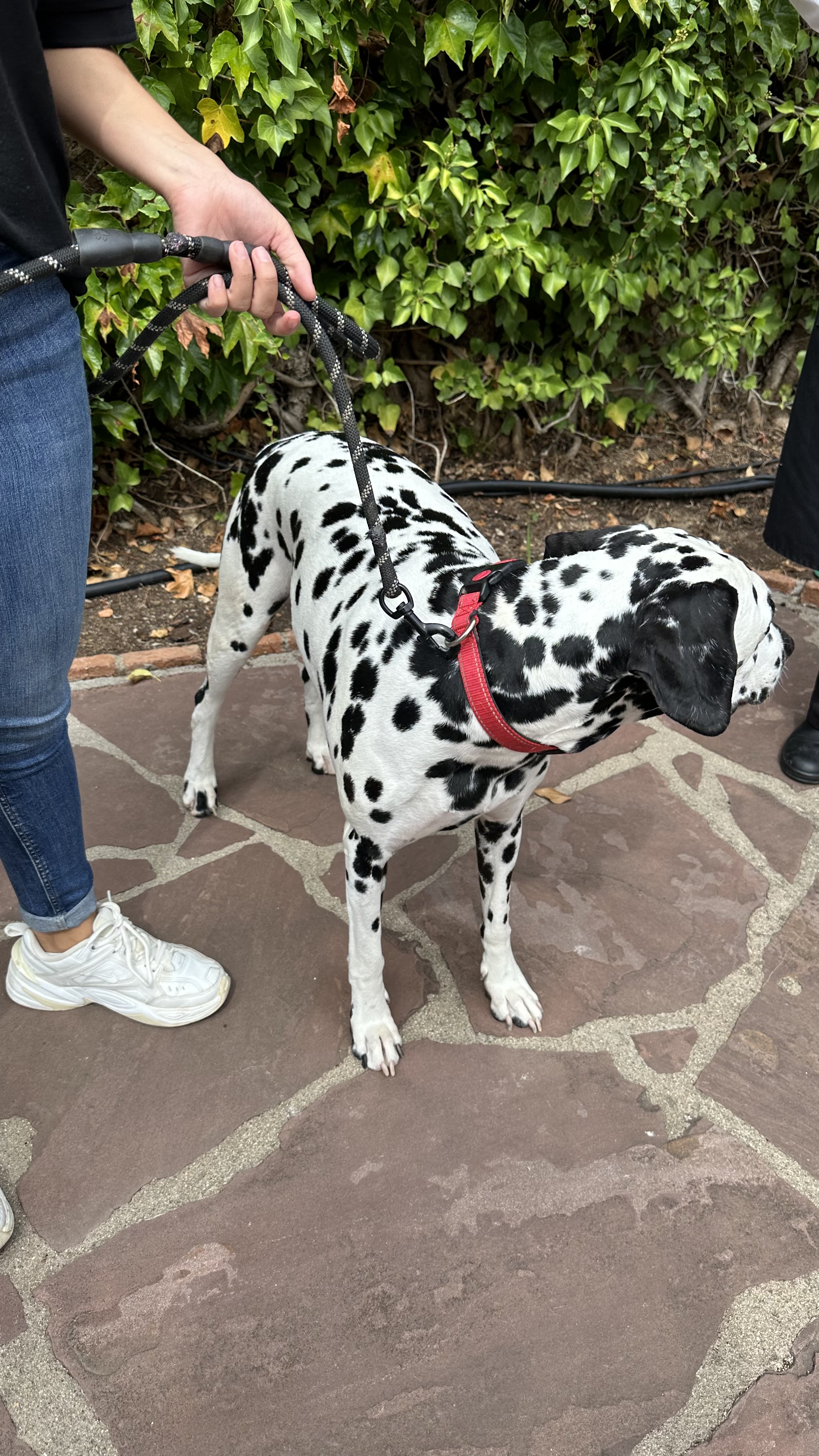 image-1