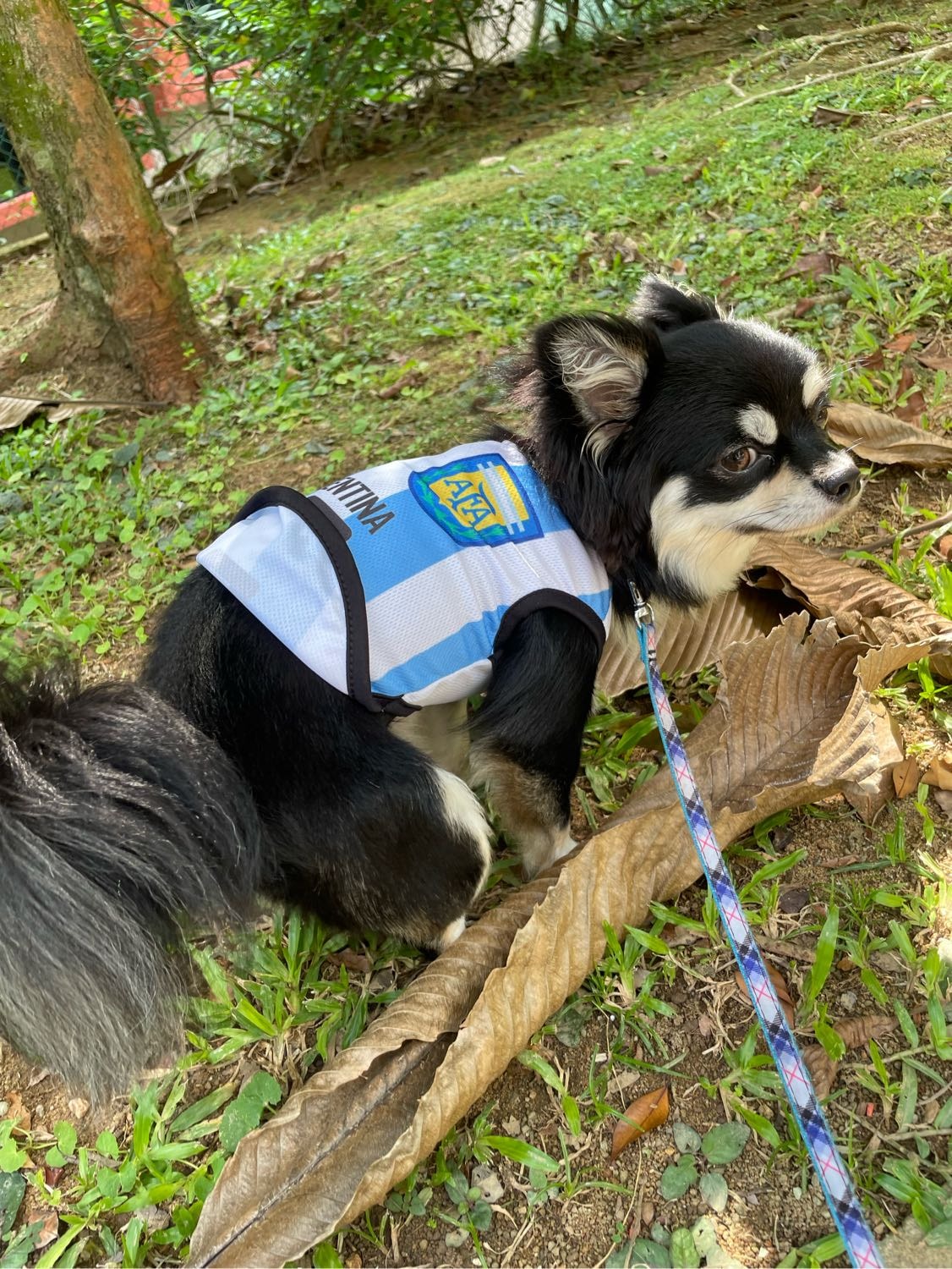 image-6