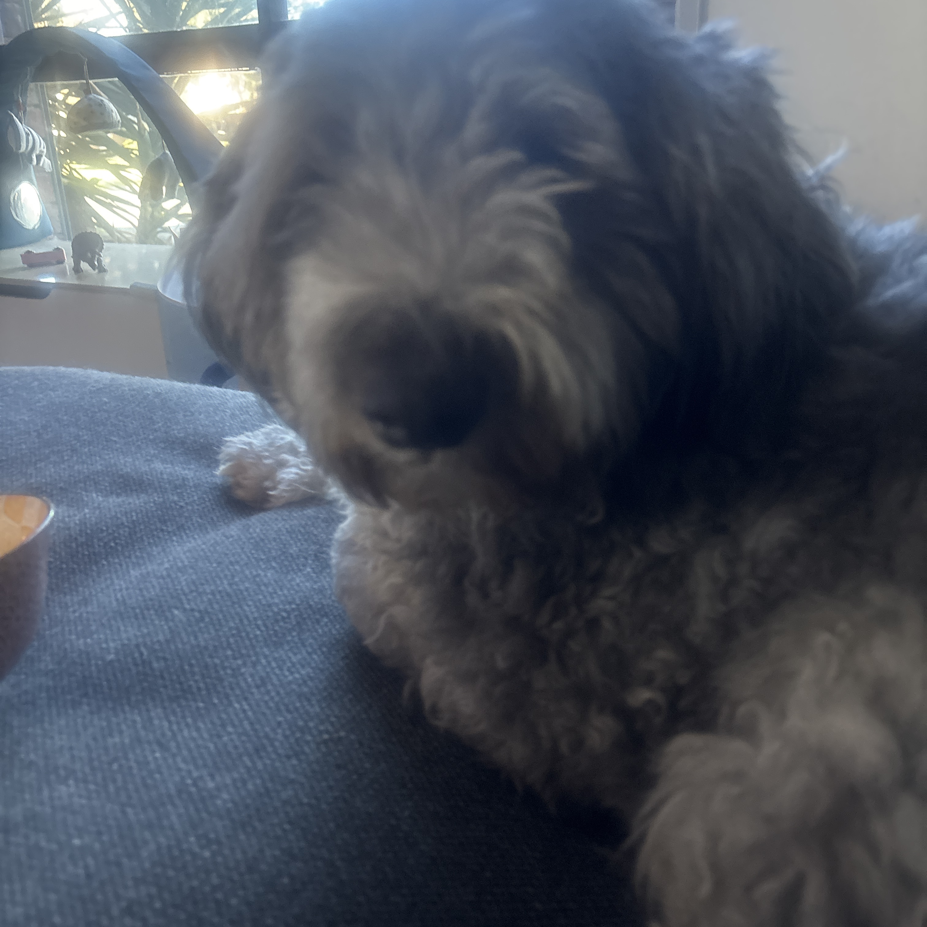 Cooper